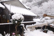高知市内雪積もって草