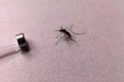 【動画】蚊さん、磁石に潰されてプレスされてしまうｗｗｗｗｗｗｗｗｗｗ