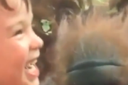 ほっこり笑顔になる。ガラス越しにオランウータンとキスをする子ども。海外の反応