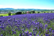 富良野「旭川まで60キロです、帯広・札幌まで120キロです」←お前らが住まない理由、謎ｗｗｗｗ