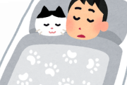 【朗報】猫、遂に『布団』の中に入ってくる季節
