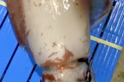 【知る】獲れたての新鮮なソデイカには指で文字が書けるらしい動画が話題に。