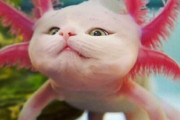 【画像】2匹の飼い猫を他の動物と合体させてキメラ化させてみた→どんな動物にも馴染む猫が凄いｗｗｗｗｗ