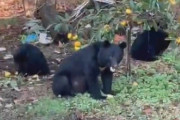 クマ被害、止まらない…　住宅の庭で男性と愛犬やられる　岩手県一関市