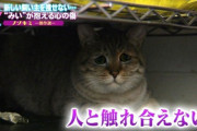 【朗報】お前らみたいな猫見つかる・・・・・・・・・・・・・・・
