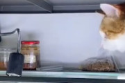 【動画】何でも落としたがるネコの被害に遭われたカメ（ノ∇`）