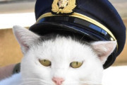 【悲報】猫のお巡りさん、任命式で脱走