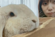 【乃木坂46】与田祐希×うさぎ×わんこ 動物とたわむれる与田ちゃん可愛い.動画