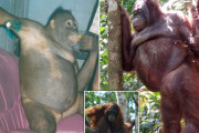 【画像】人間相手に売春させられていたオランウータンの「ポニーちゃん」保護される