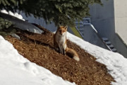 【画像】庭にキツネいたんだがｗｗｗｗｗｗｗｗｗｗｗ