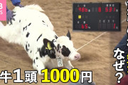 【終国】余りまくった生乳さん、子牛を育てなかったため来年以降「生乳不足」に陥ってしまう模様???