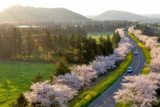 韓国紙「済州島に見事に咲いた花 ... 原産地は日本ではなく "済州道固有" 」