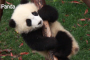 パンダって毎日何をして過ごすの？愛くるしいパンダちゃん達の日常を見てみましょう！
