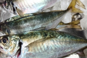 人間「鯵うめぇ」中・大型魚「鯵うめぇ」海獣「鯵うめぇ」鳥「鯵うめぇ」