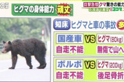 ヒグマが強すぎる。道民はよくこんなのと共存してるな・・・