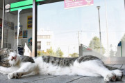 【青森】迷子のネコ、警察署に居着く　定位置は正面入り口横、時折建造物侵入も　弘前市