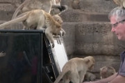 音楽が傷ついた野生動物達を救うのか！？野生のサルに向けてピアノ演奏会（タイ）