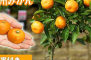 果樹の鉢植え栽培に興味がある人で話しましょう