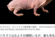 【朗報】男性器みたいなネズミ、見つかるｗｗｗｗｗｗ （※画像あり）