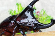 【衝撃】アフリカ大陸さん、カブトムシが1種類しかいないらしい