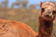 【豪州】オーストラリア当局、水を求めるラクダを空から多数射殺へ…野生の馬も殺処分する予定