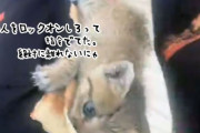 NNNの仕事早すぎ！引っ越してきたばかりの女性にしがみつき、懐に入った子猫が家族の一員に