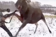 【動画】銃を持ったハンターさん、ヘラジカにボコられる(´･_･`)