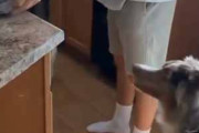 【ネコ】 台所でゴハンの準備をしていた。犬は静かにやってくる → 猫はこうなる…