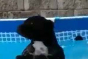 イヌがプールに入って遊んでいた。もう出なさい！ いやだワン♪ → 飼い主とのたたかいが始まった…