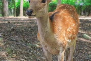 【悲報】土方の兄ちゃん、奈良のシカを斧で力いっぱい切りつけ殺す