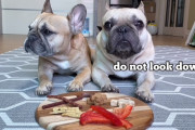 オヤツがのせられたプレートを前に「待て」チャレンジする2匹のフレンチブルドッグたちが、誘惑に負けないためとった行動とは！？