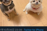 【画像】女YouTuber「飼い犬撮ってみた！ｗ」→3.7万いいね