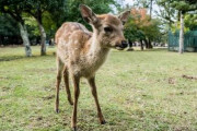 奈良の鹿は礼儀正しい？いいえ、子供にとっては危険です！　外国人「鹿は野生動物だから」「私が父親だったら・・・」