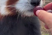 【動画】飼育員「はいよ」レッサーパンダさん「パクパク」
