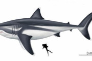 【悲報】最強の古代ザメ「メガロドン」がデカすぎるｗｗｗｗｗｗｗｗｗｗ
