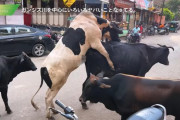 インドの路上、普通に性交してるｗｗｗｗｗｗｗｗ
