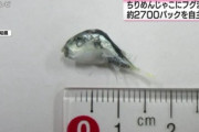 ちりめんじゃこにフグ混入「絶対食べずに販売店まで連絡して！」←この対応どうなん？