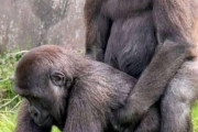 【画像】子供ゴリラの交尾風景、えちすぎるｗｗｗｗｗｗｗｗｗｗｗｗｗｗｗｗｗｗｗｗｗｗｗｗｗｗｗｗｗｗｗｗｗｗｗ