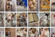SNSで保護猫譲渡詐欺発生、譲渡の必要経費として３万円をうばって無関係の保護猫団体を紹介