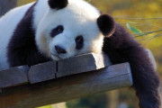 中国「日本からパンダがいなくなるぞ？どうだ怖いか？？」