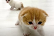 【ネコ】走ることを覚えたばかりの子猫ちゃんたち可愛すぎワロターッ！