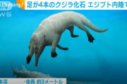 “4本足”の新種クジラ化石、エジプト内陸で発見　海に戻る途中の種か