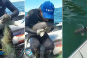 ブラジルの海で網に絡まったイルカの赤ちゃんが釣り人によって救出される