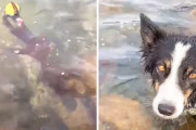 「私のボールはどこへ…」タコにボールを盗まれ唖然とするボーダーコリー