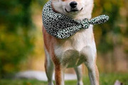 熊本地震でパニック、窓から逃げた柴犬　飼い主との感動の再会に「胸が熱くなりました」　[8/1]