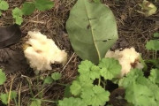 【秋田】ナシ７００個食い荒らされる…クマの仕業か