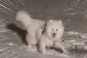 子イヌが初めて雪を体験する。体が止まらないんだワン♪ → 雪国出身のサモエドはこうなります…