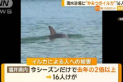【福井】噛みつきイルカに噛まれて２０代男性が手を負傷　今シーズンだけで１６人が負傷