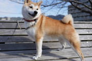【可愛い】中国で「シバイヌ」ブーム！専門カフェも登場「清潔でおとなしく、よく懐く」