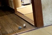 【動画】ネッコのおねだり、あまりにも可愛い